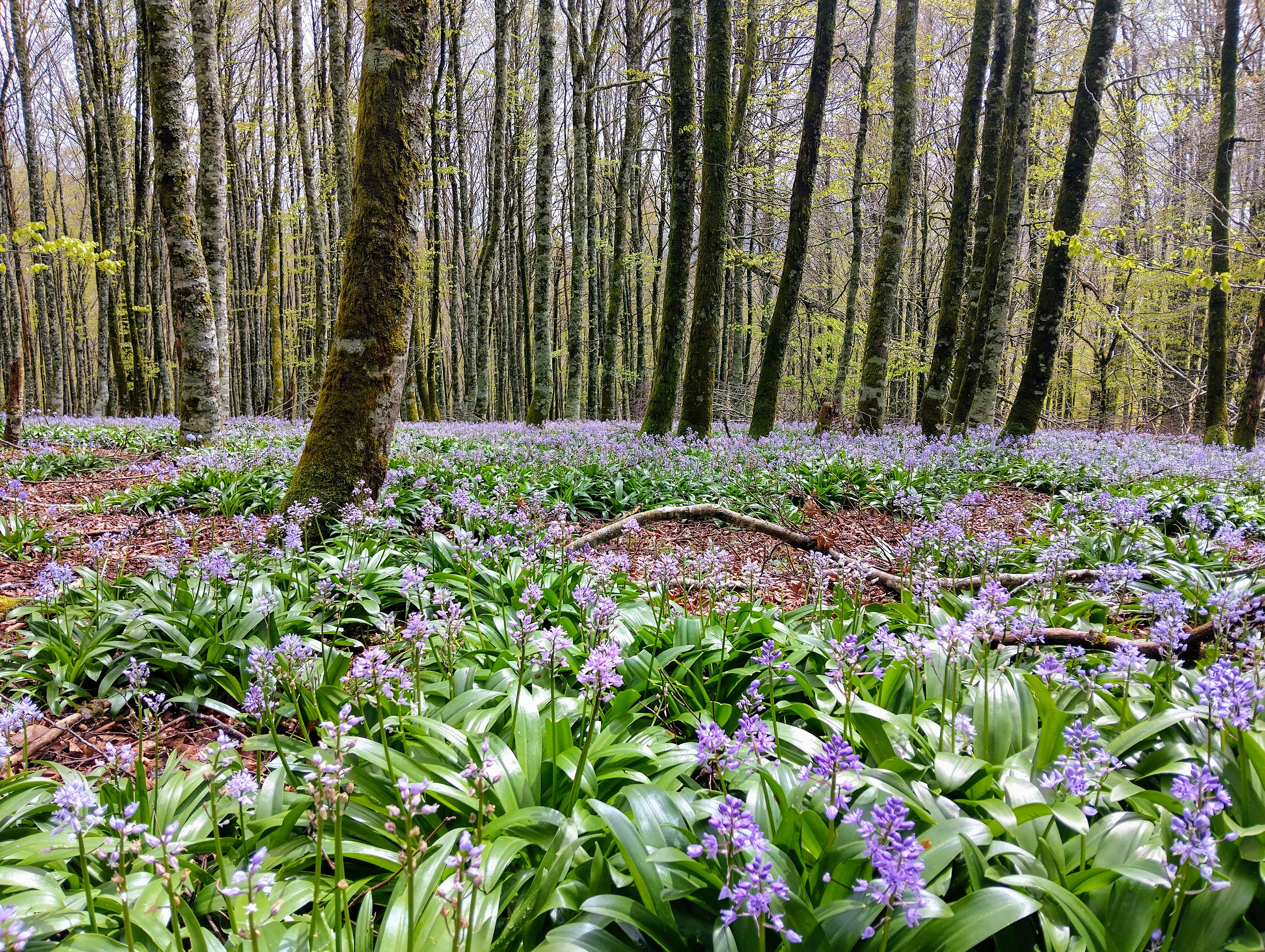 Forest and flowers on the Camino de Santiago.